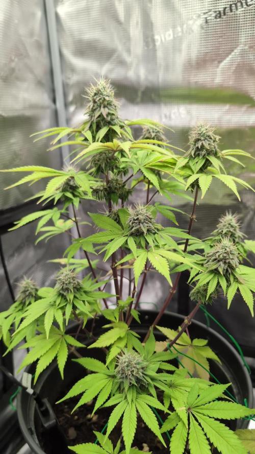 Purple Punch. Week 13
