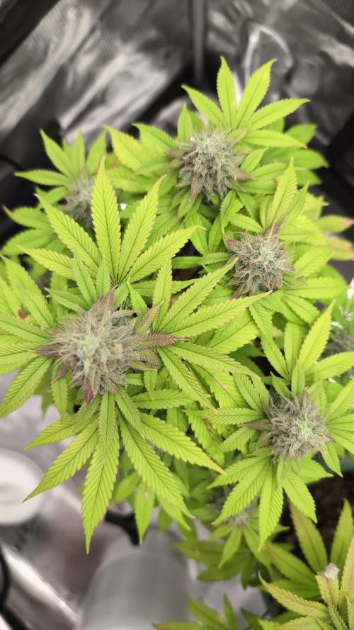 Purple Punch. Week 13