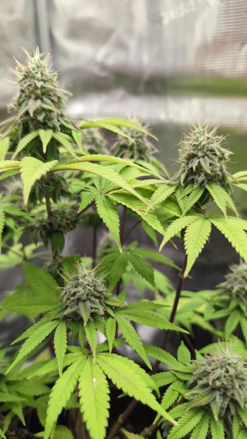 Purple Punch. Week 13