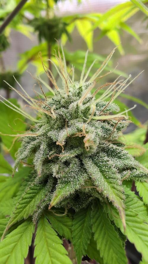 Purple Punch. Week 13