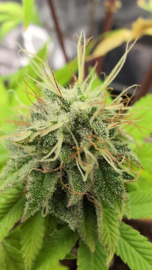Purple Punch. Week 13