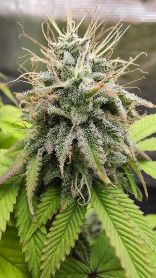 Purple Punch. Week 13