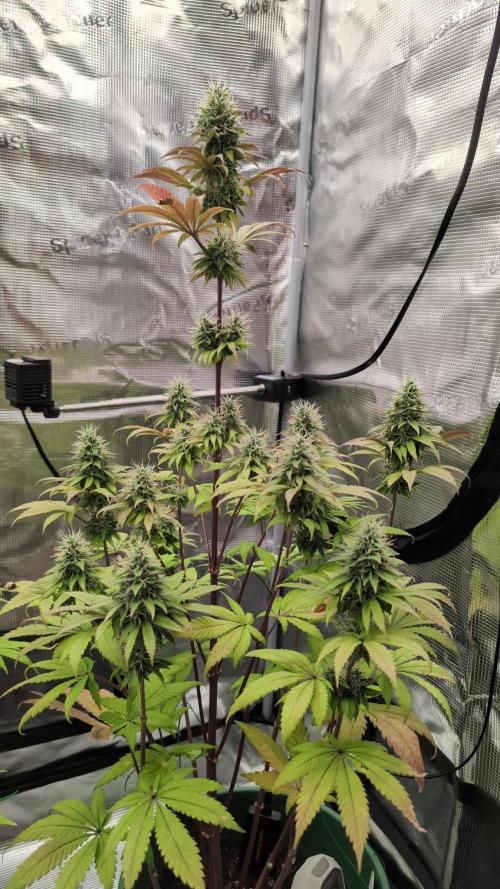 Blue Dream. Week 13