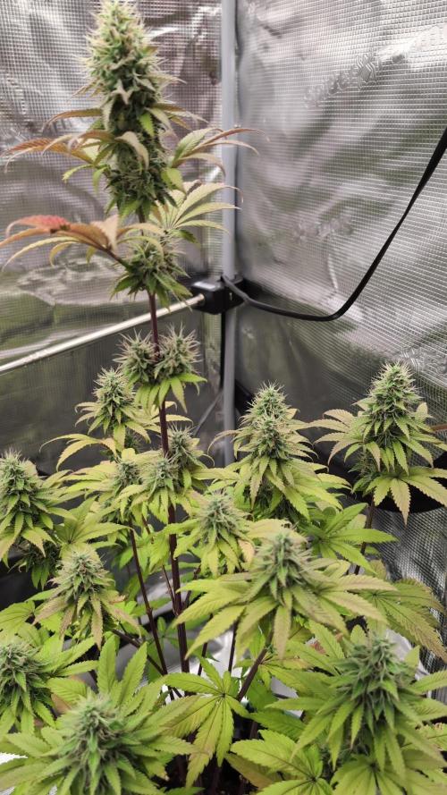Blue Dream. Week 13