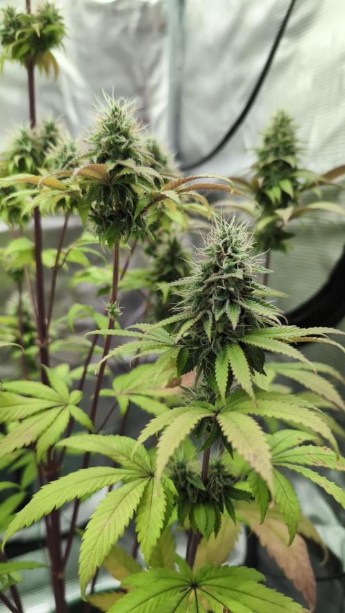 Blue Dream. Week 13