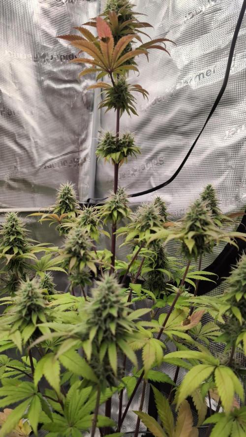 Blue Dream. Week 13