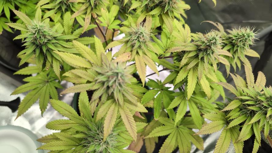 Blue Dream. Week 13