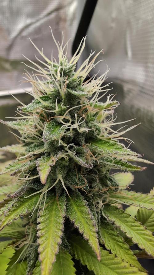 Blue Dream. Week 13