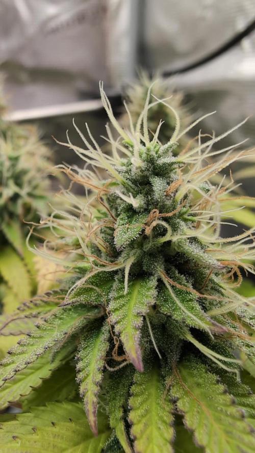 Blue Dream. Week 13