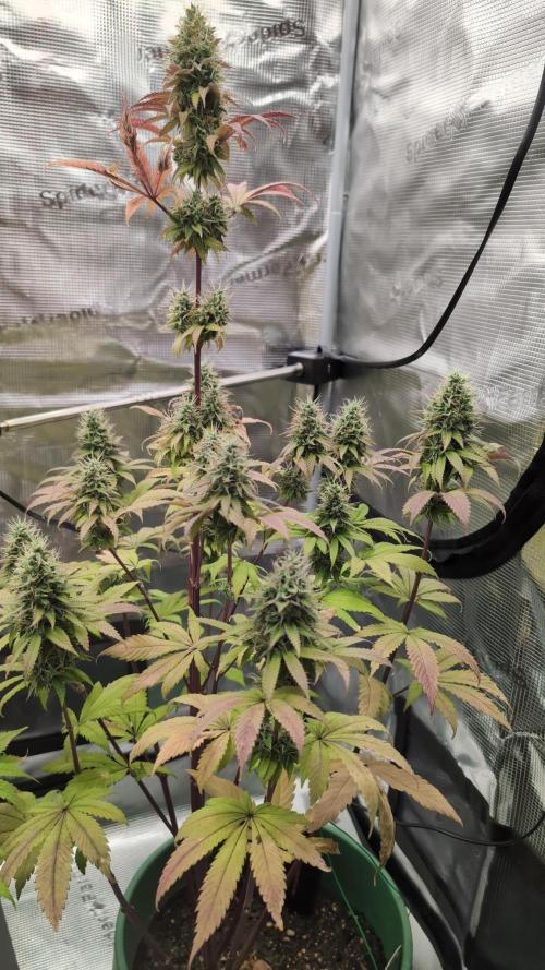 Blue Dream. Week 14
