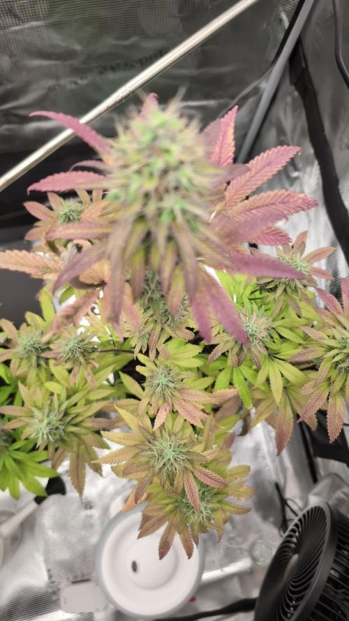 Blue Dream. Week 14