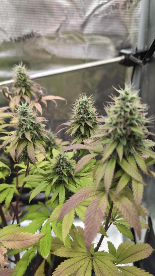 Blue Dream. Week 14