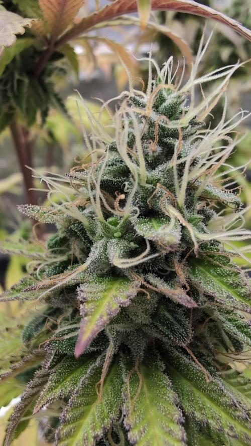 Blue Dream. Week 14