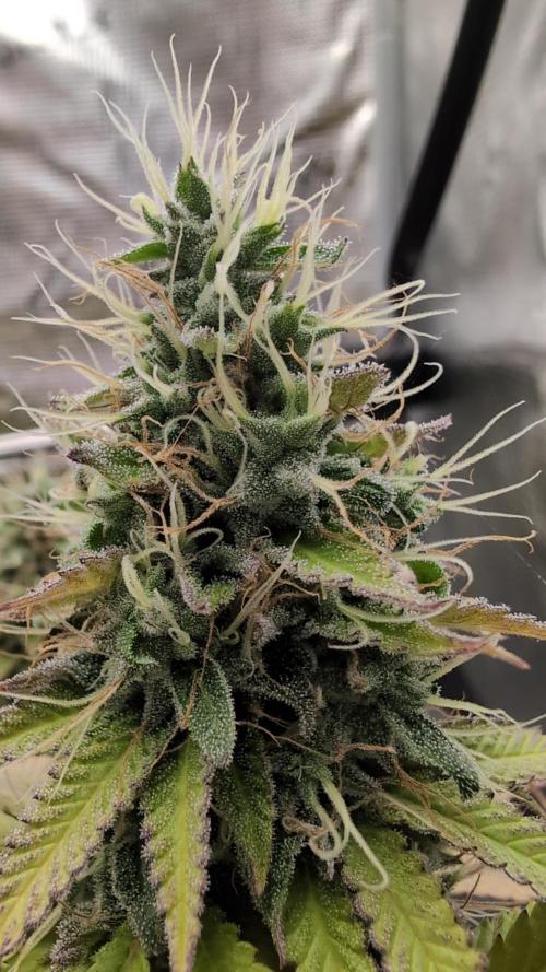 Blue Dream. Week 14
