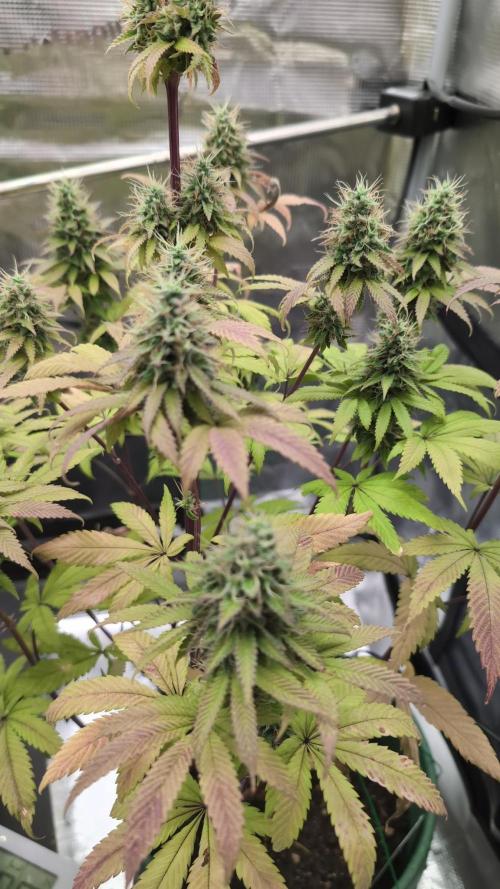 Blue Dream. Week 14