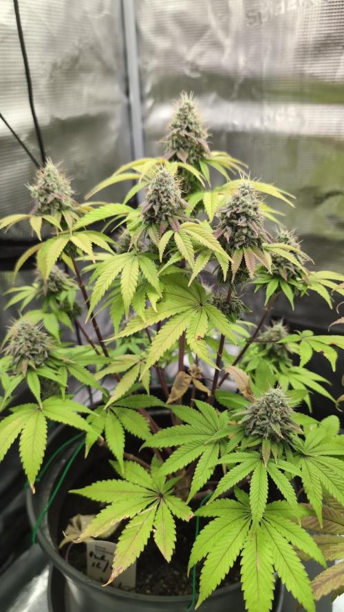 Purple Punch. Week 14