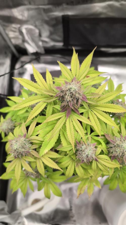 Purple Punch. Week 14