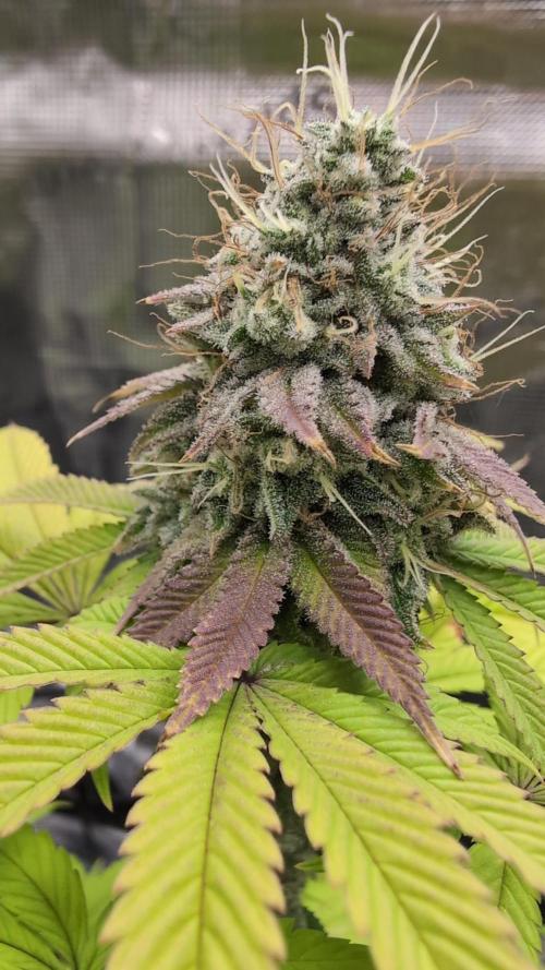 Purple Punch. Week 14