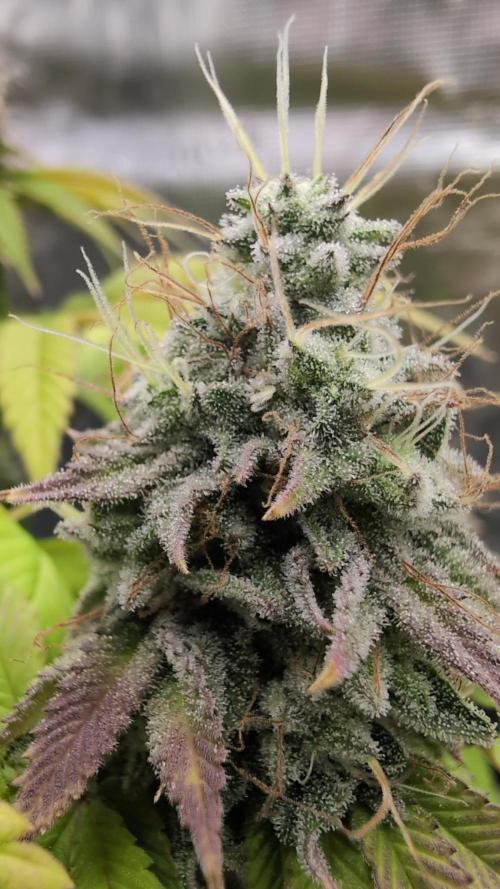 Purple Punch. Week 14