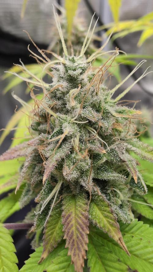 Purple Punch. Week 14