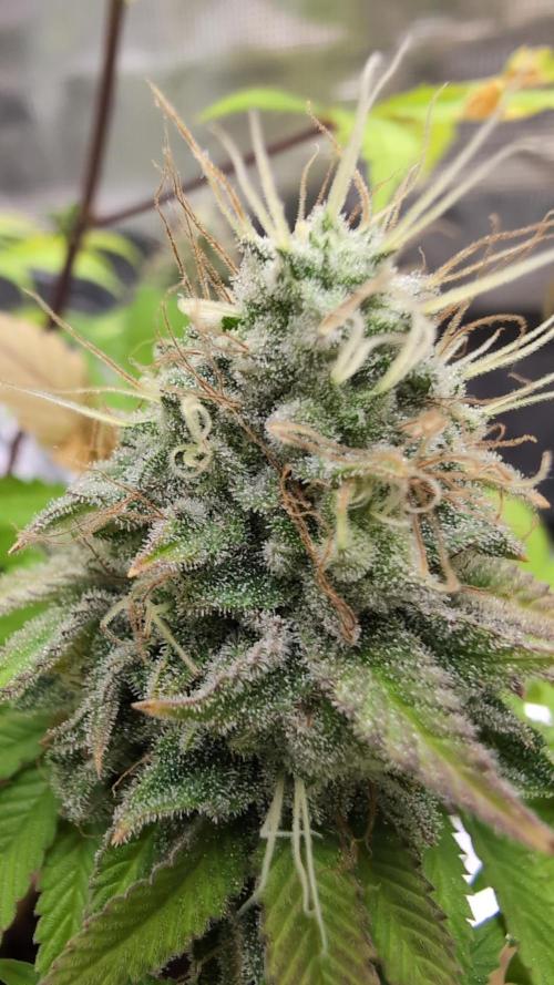 Purple Punch. Week 14