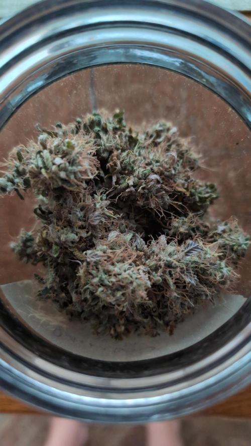 Blue Dream. Week 15