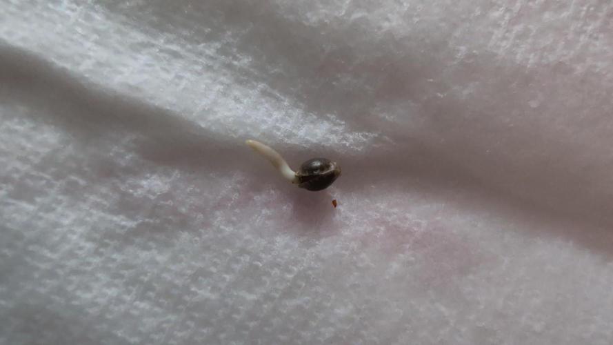 Auto Orange Bud. Week 0