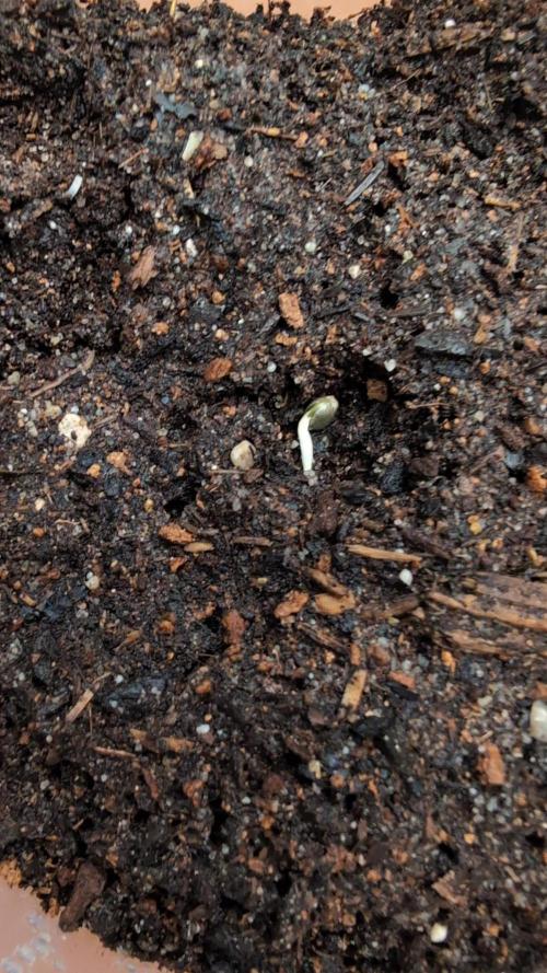 Auto Orange Bud. Week 0