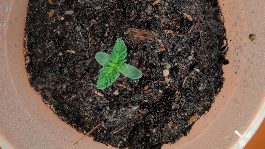Auto Orange Bud. Week 1