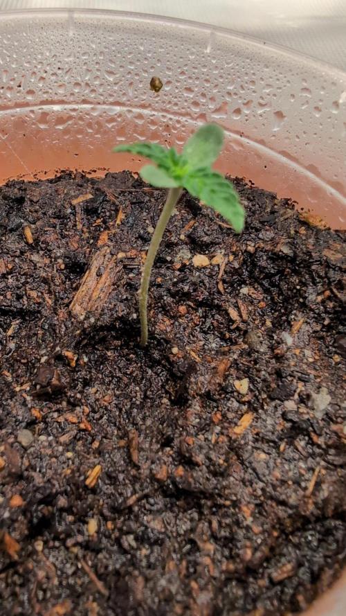 Auto Orange Bud. Week 1