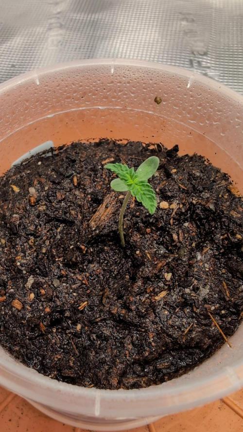 Auto Orange Bud. Week 1