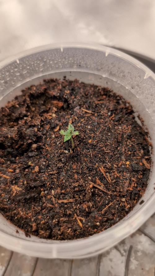 Auto Purple Haze. Week 1