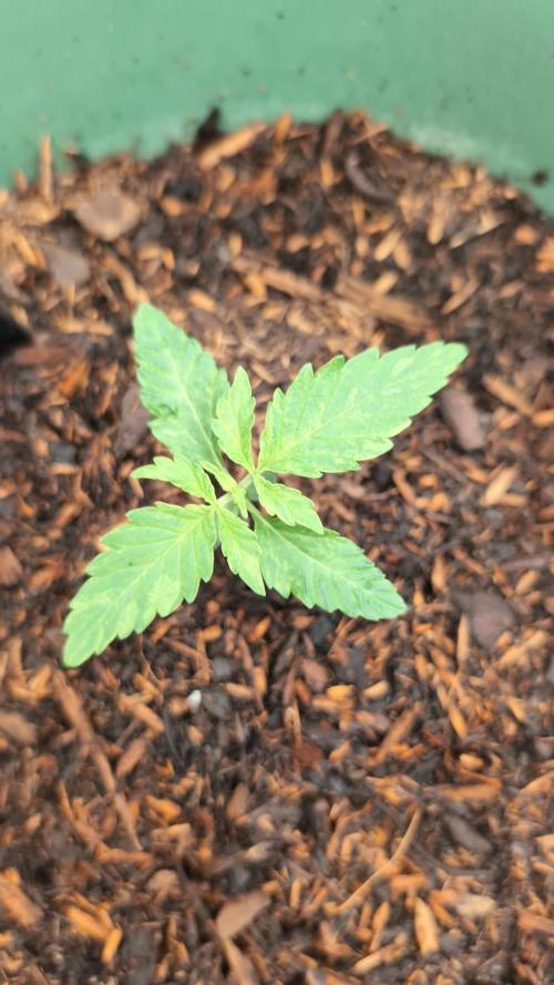 Auto Orange Bud. Week 2