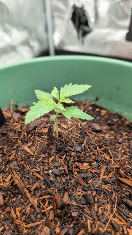Auto Orange Bud. Week 2