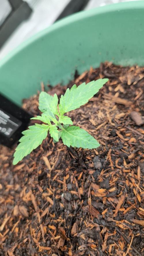 Auto Orange Bud. Week 2