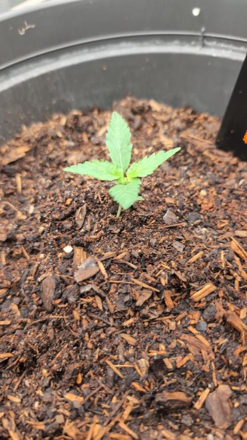 Auto Purple Haze. Week 2