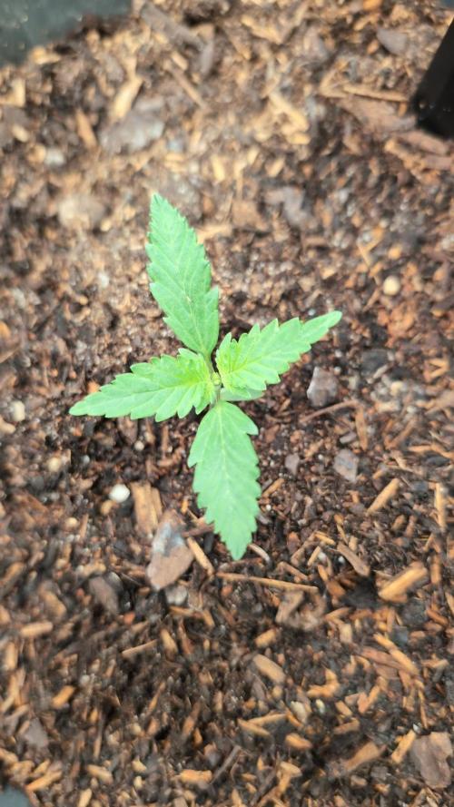 Auto Purple Haze. Week 2