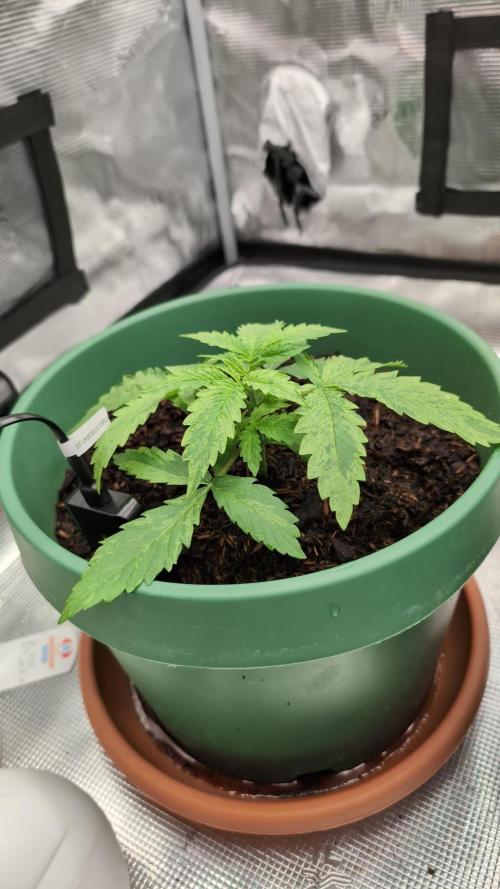 Auto Orange Bud. Week 3