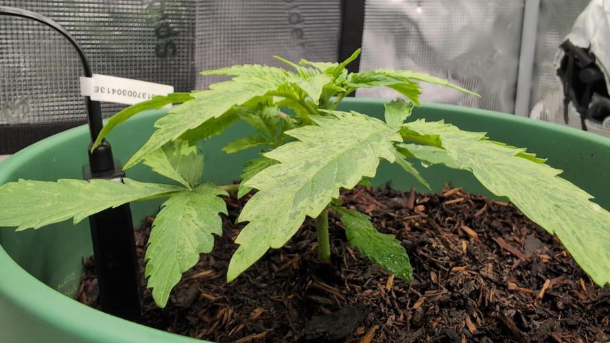 Auto Orange Bud. Week 3