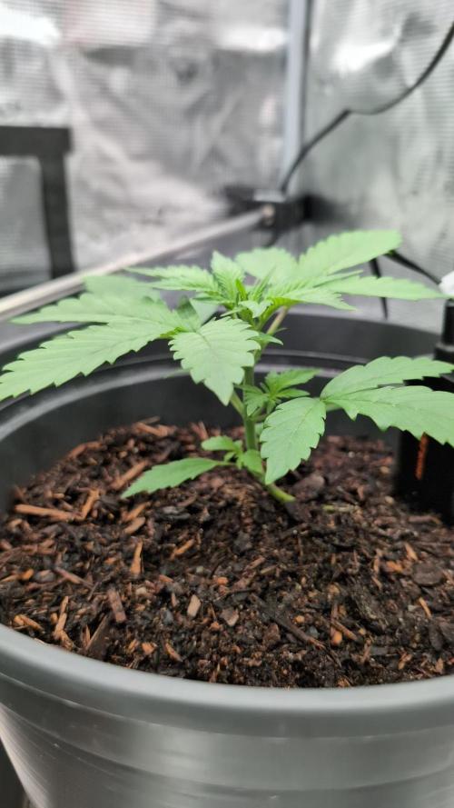 Auto Purple Haze. Week 3