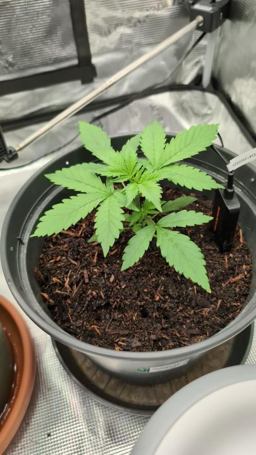 Auto Purple Haze. Week 3