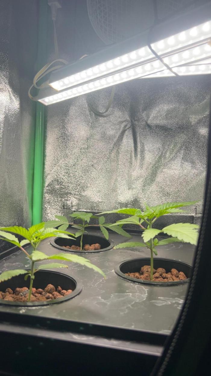 RS11 x Banana OG // 3+1 RDWC // GROWBERT. Week 1