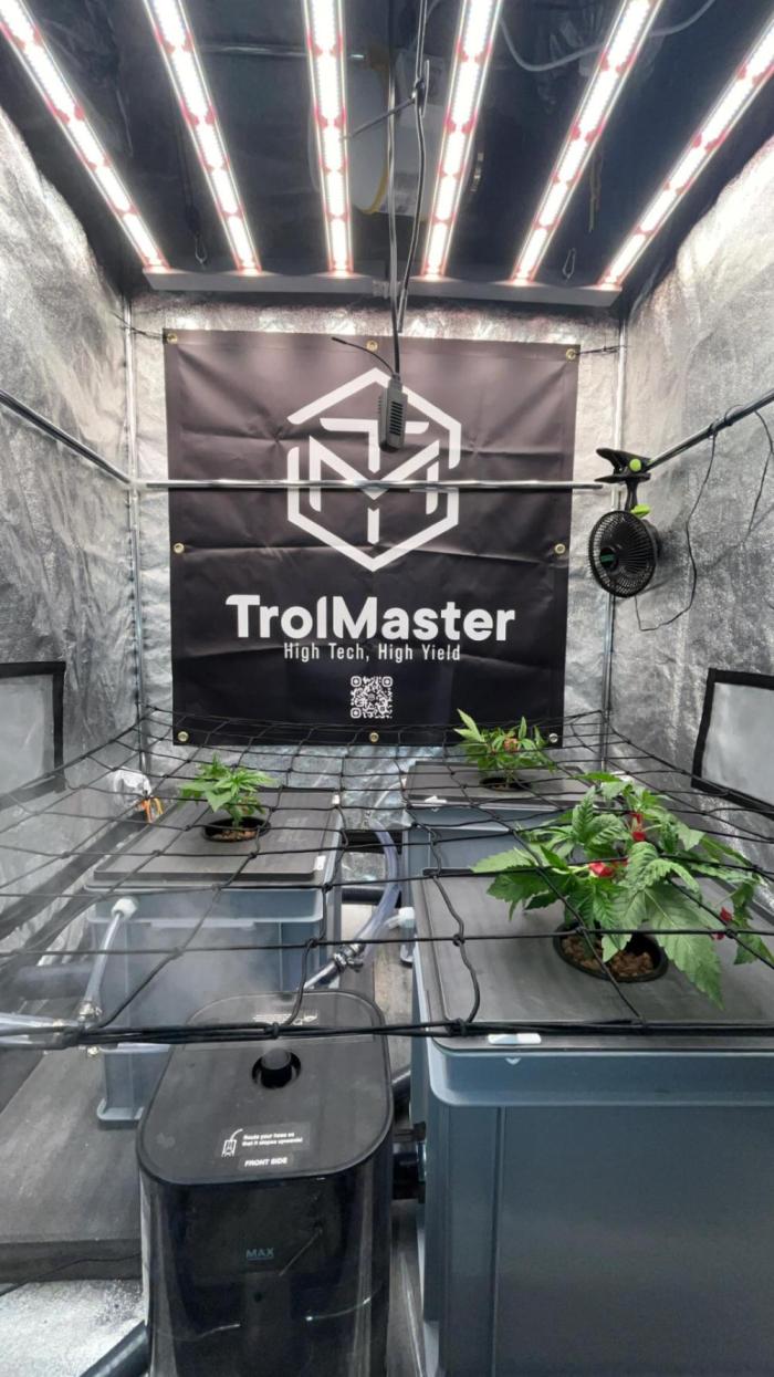 RS11 x Banana OG // 3+1 RDWC // GROWBERT. Week 2