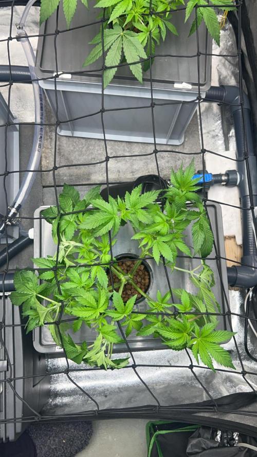 RS11 x Banana OG // 3+1 RDWC // GROWBERT. Week 3