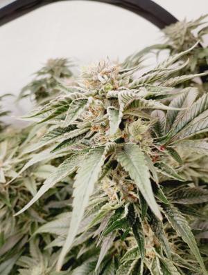 Comment by Growstuff photo #1