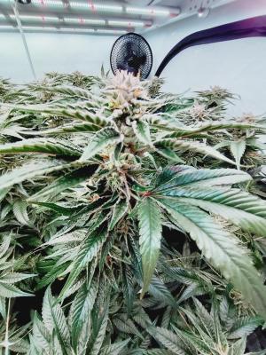 Comment by Growstuff photo #2