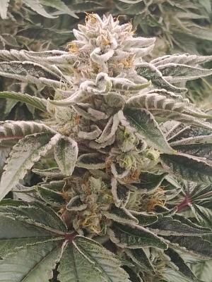 Comment by Growstuff photo #1