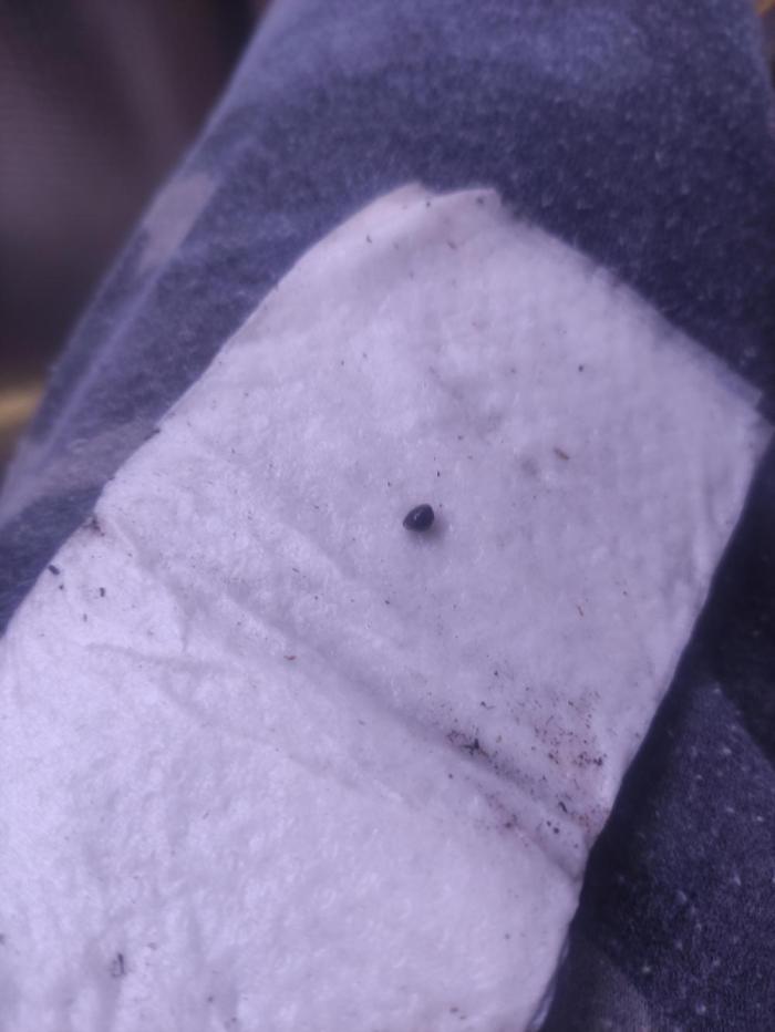 Girl scout cookies. Week 0