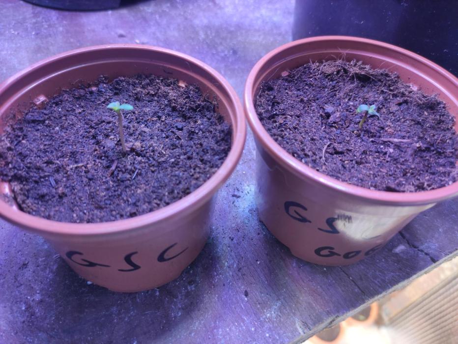 Girl scout cookies. Week 1