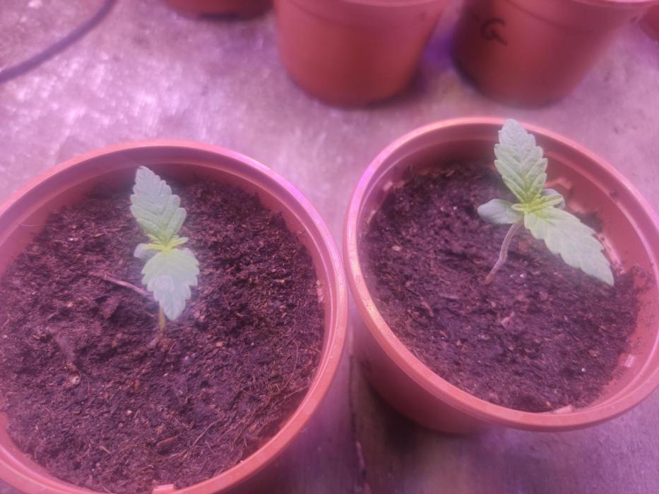 Girl scout cookies. Week 2